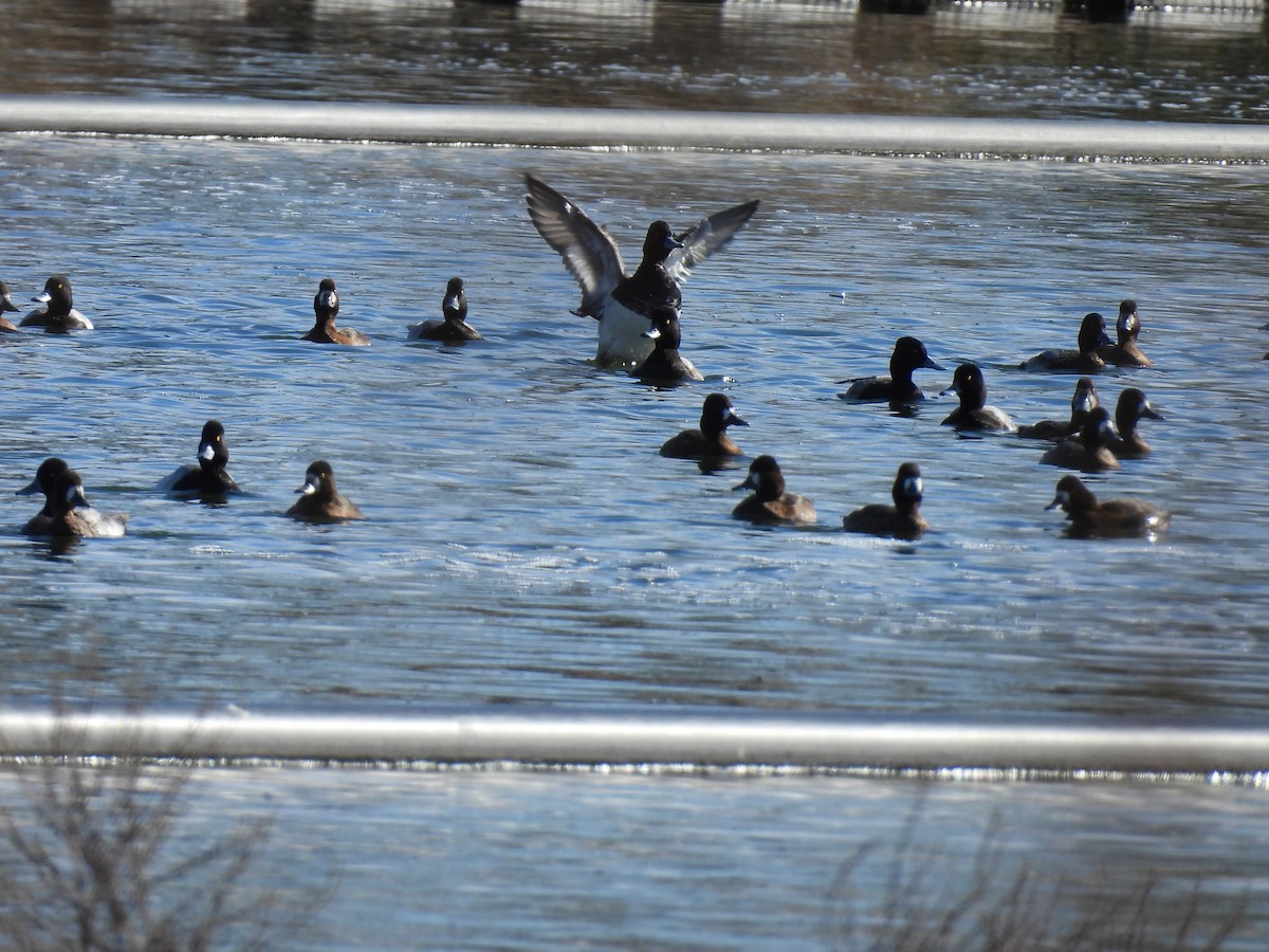 Lesser Scaup - ML644322493