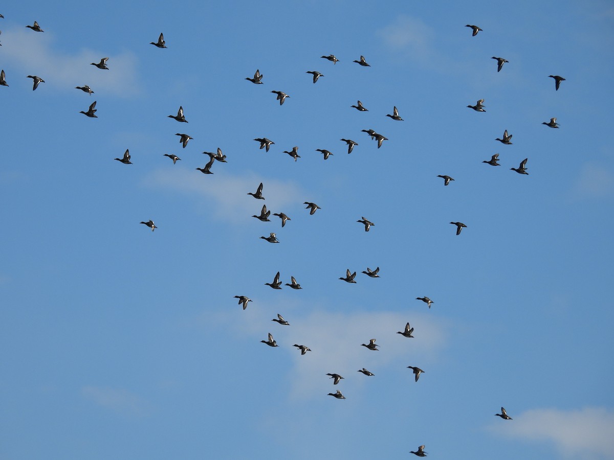 Lesser Scaup - ML644322494