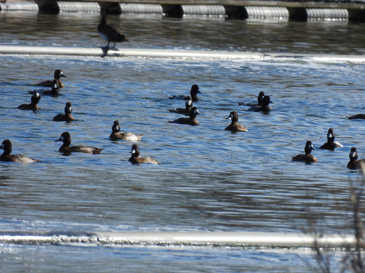Lesser Scaup - ML644322495