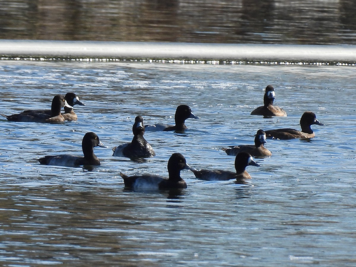Lesser Scaup - ML644322497