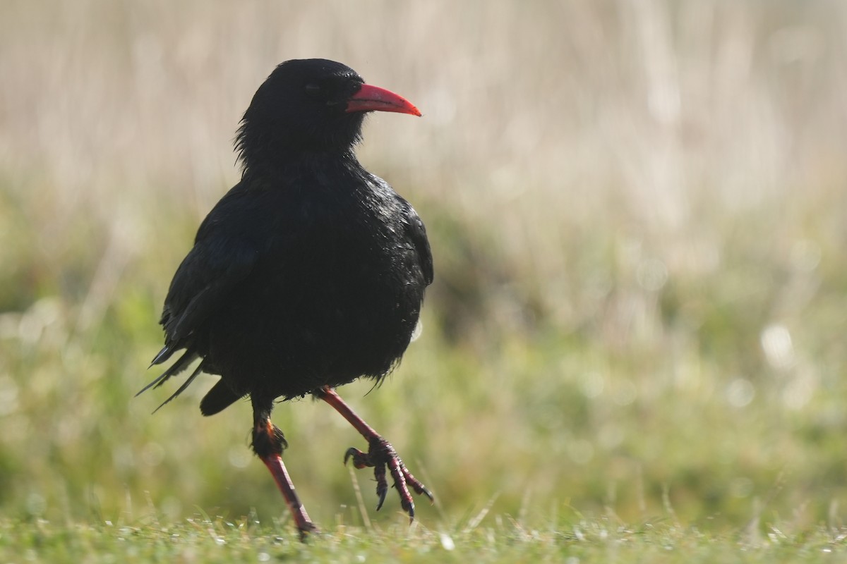 Red-billed Chough (Red-billed) - ML644322498