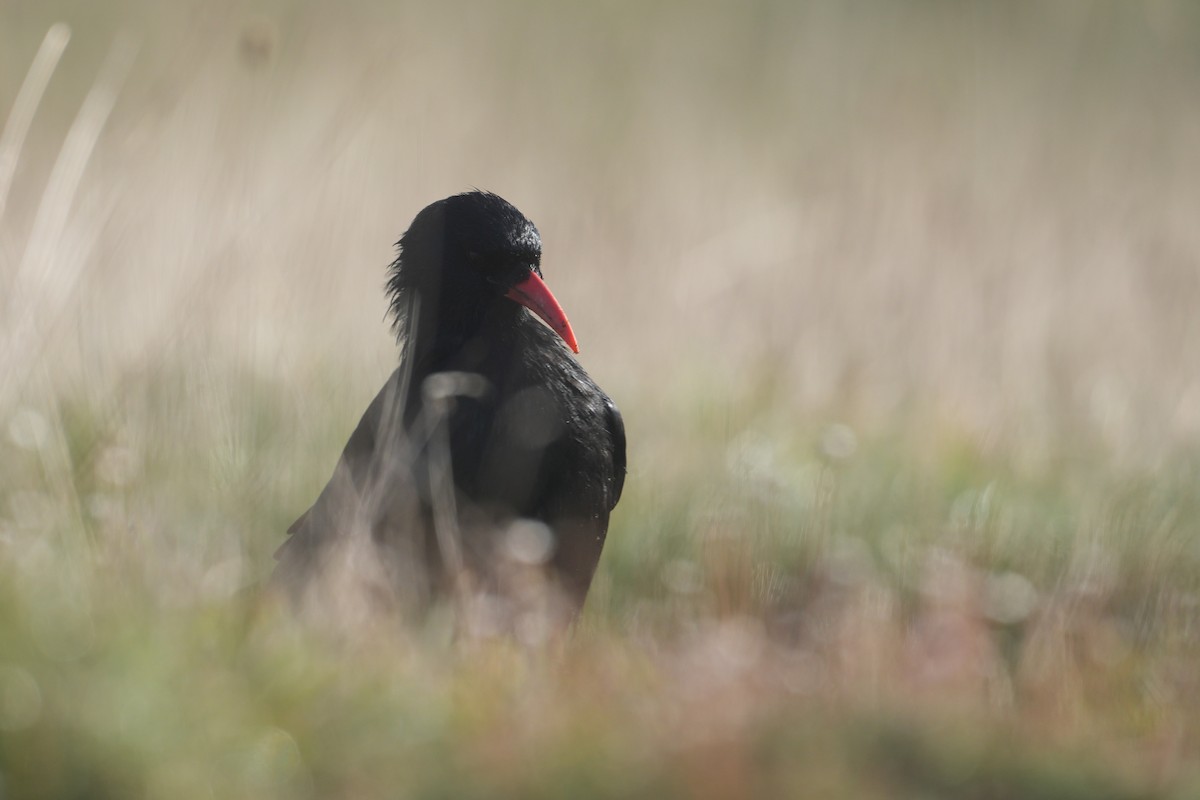 Red-billed Chough (Red-billed) - ML644322499