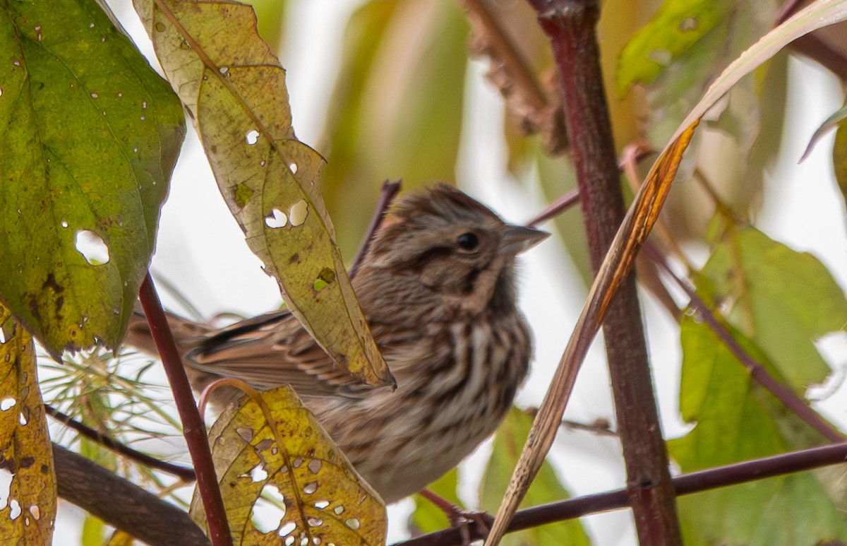 Пасовка співоча - ML644322500
