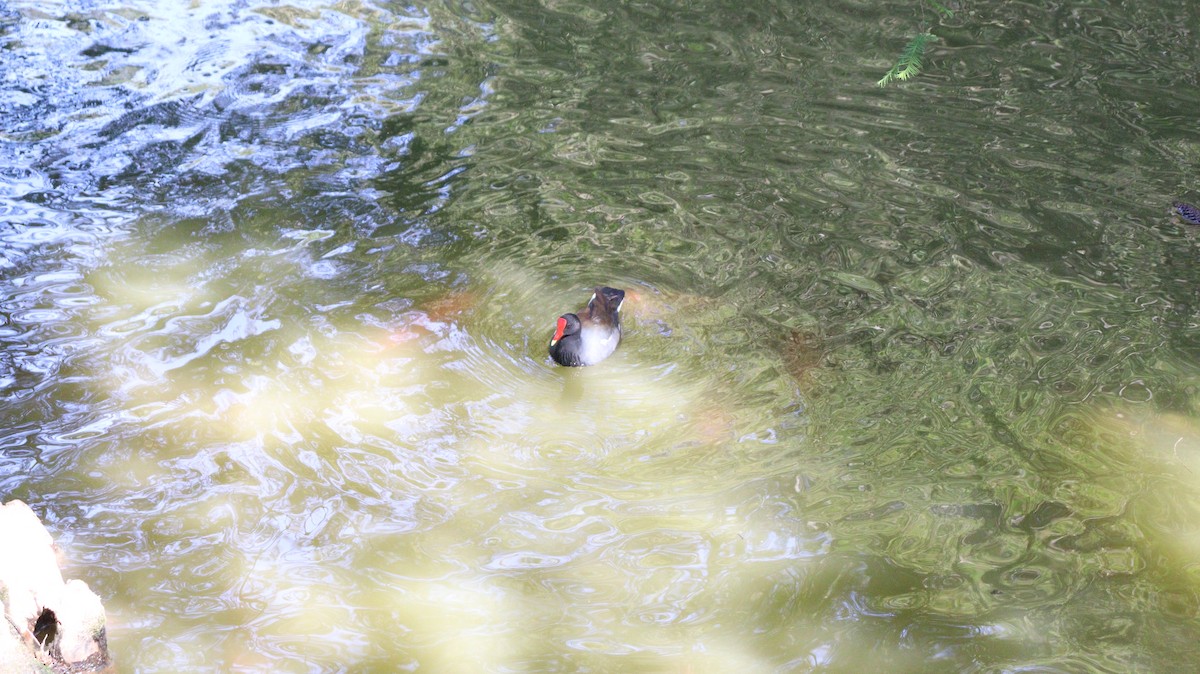 アメリカバン - ML644322501