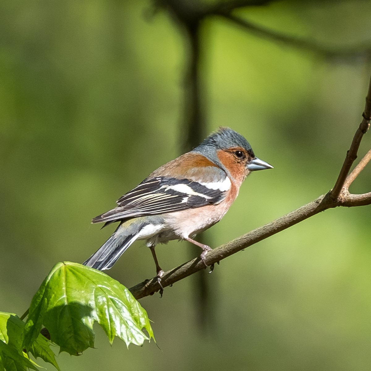 Зяблик звичайний - ML644322502