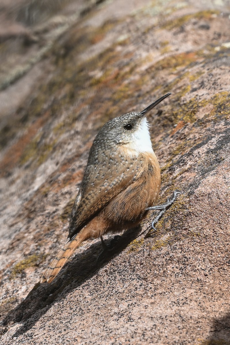 Canyon Wren - ML644322503