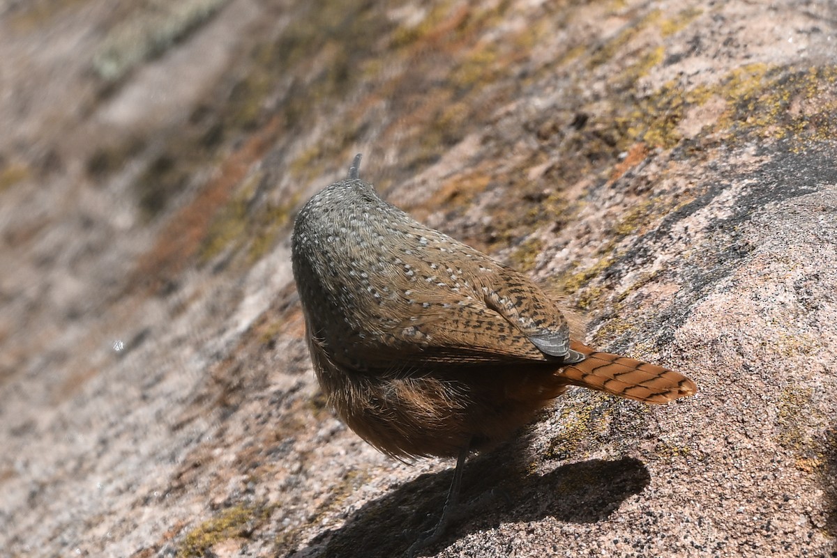 Canyon Wren - ML644322504