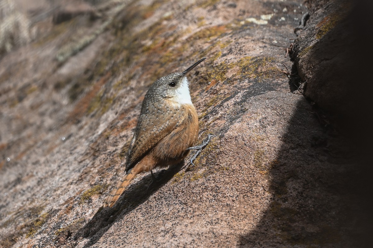 Canyon Wren - ML644322505