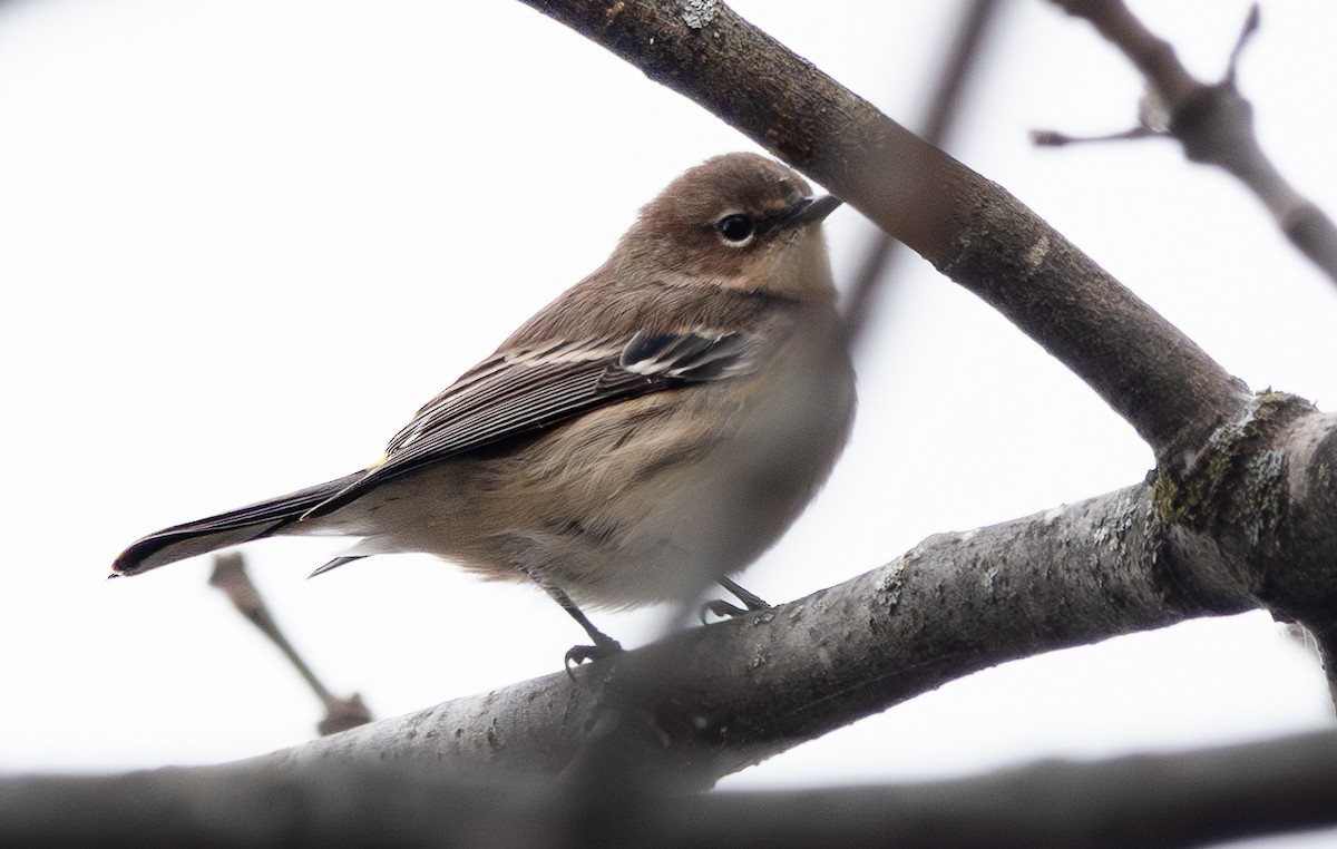 Пісняр-лісовик жовтогузий - ML644322508