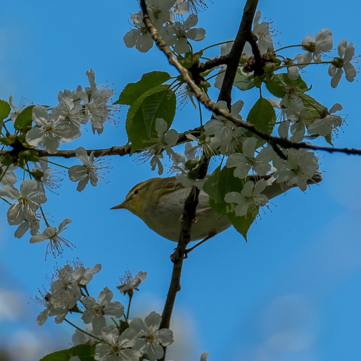 Wood Warbler - ML644322510