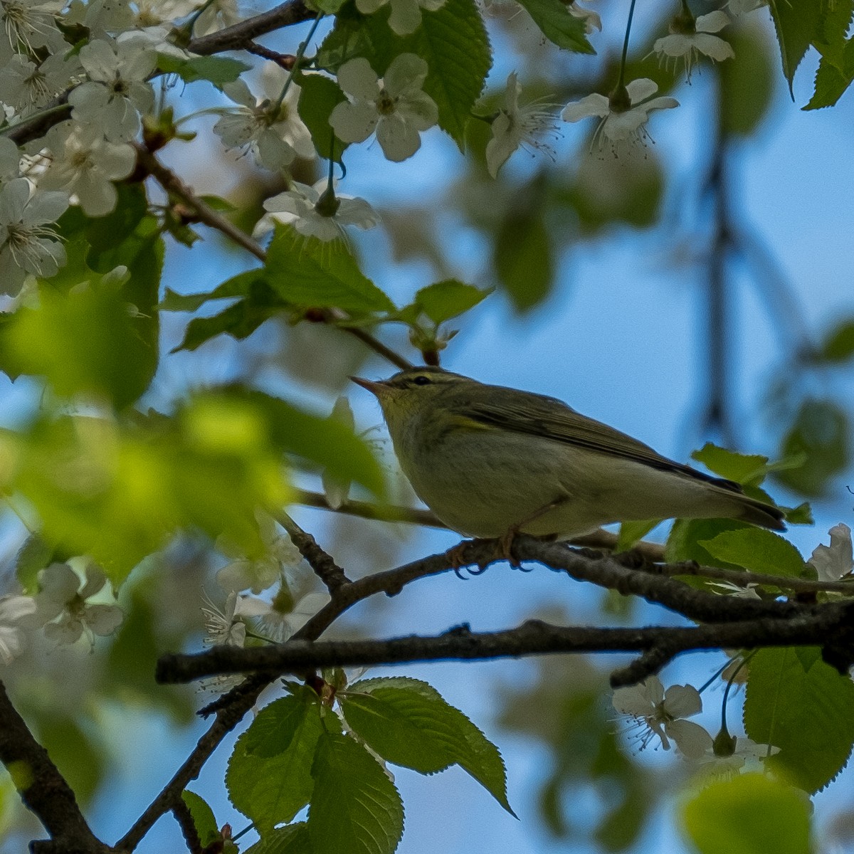 Wood Warbler - ML644322511