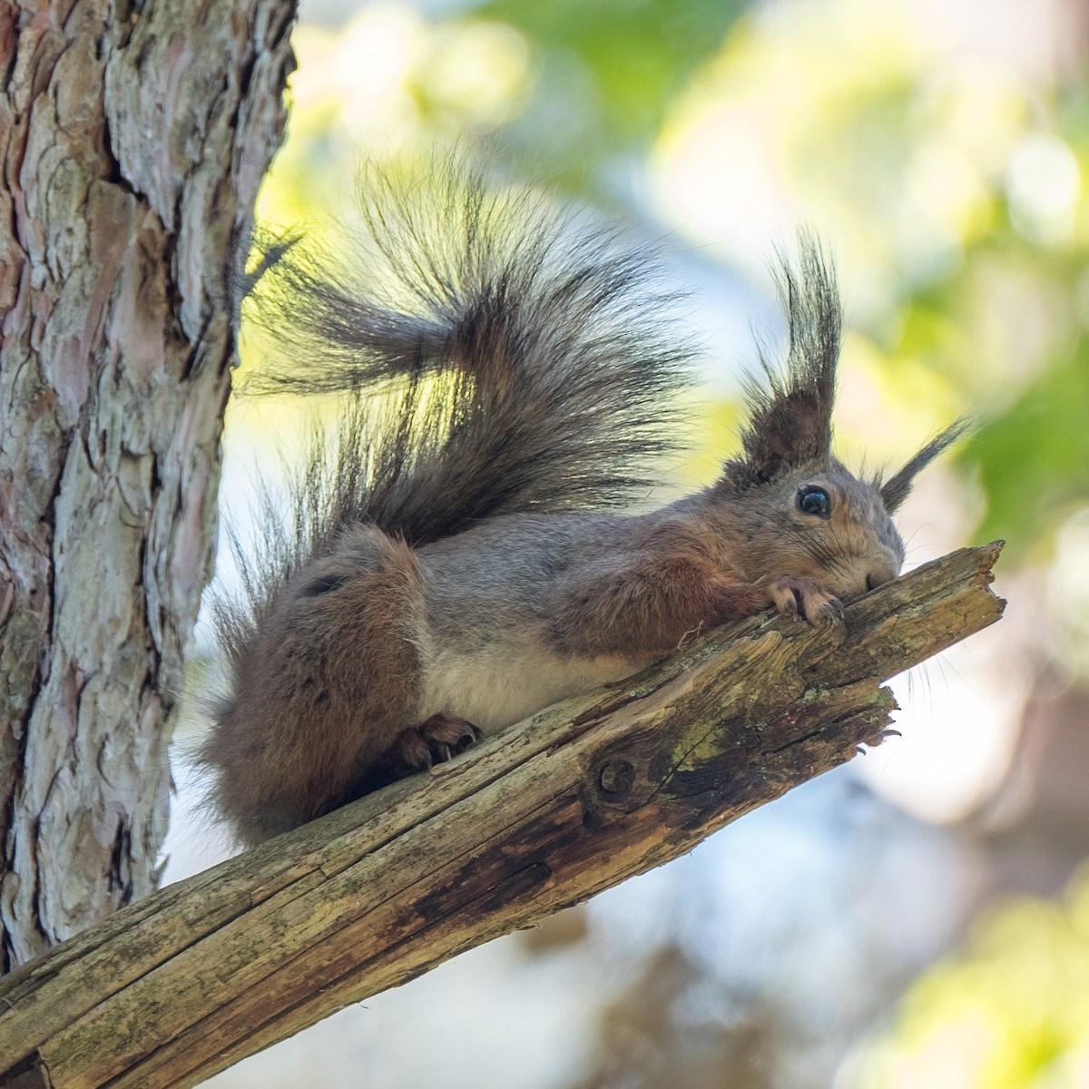 Eurasian Red Squirrel - ML644322513