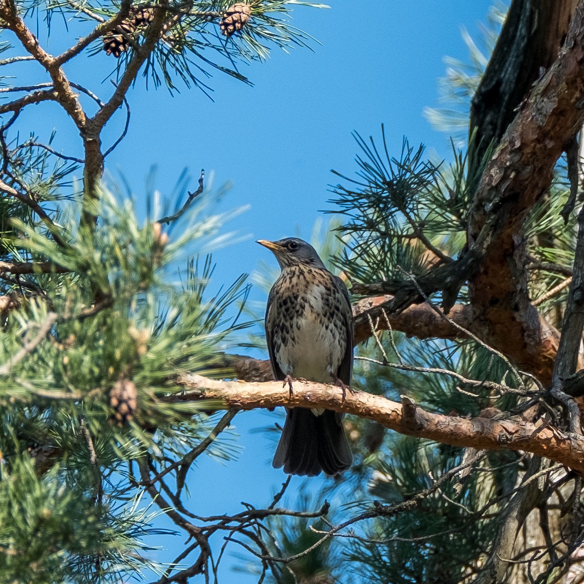 Fieldfare - ML644322514