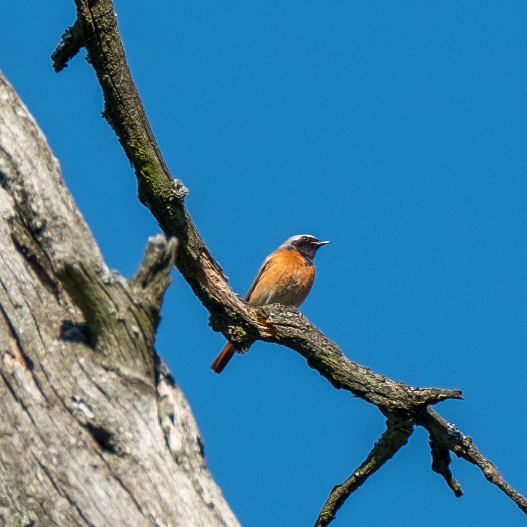 Эгэл гал сүүлт - ML644322517