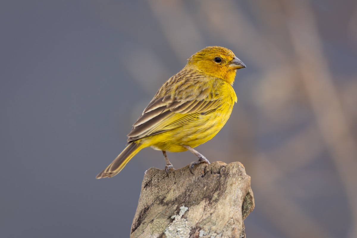 Saffron Finch - ML644322518