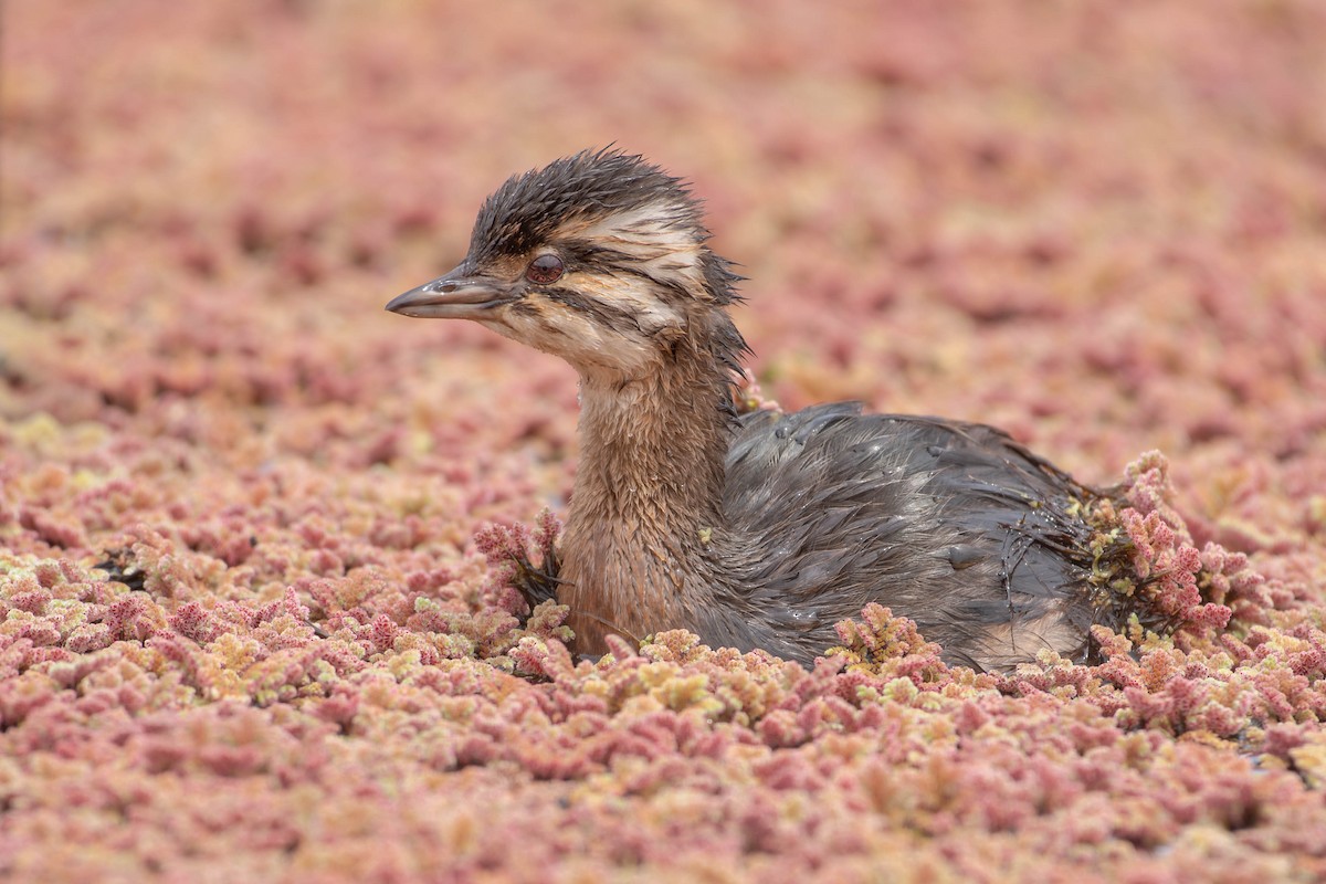 White-tufted Grebe - ML644322519
