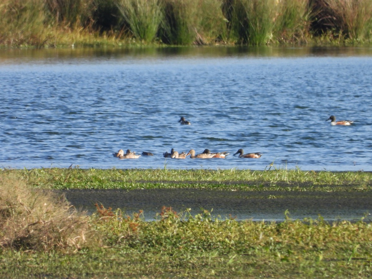 skjeand - ML644322524