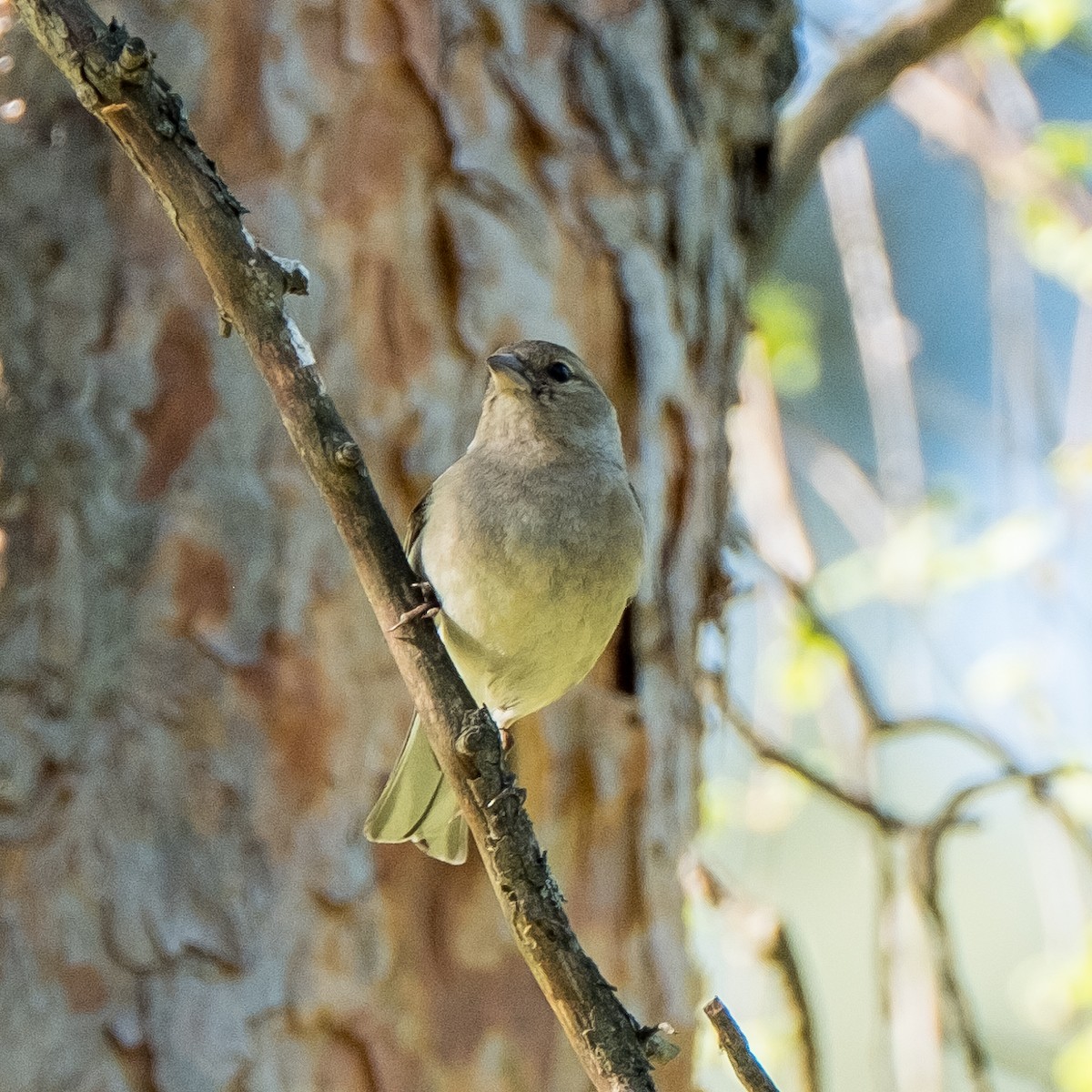 Зяблик звичайний - ML644322525