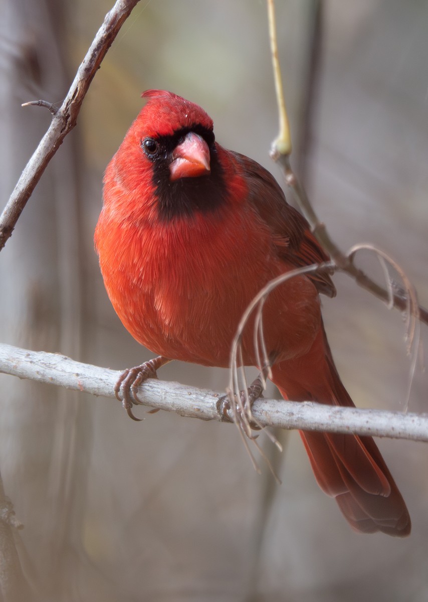 Кардинал червоний - ML644322531