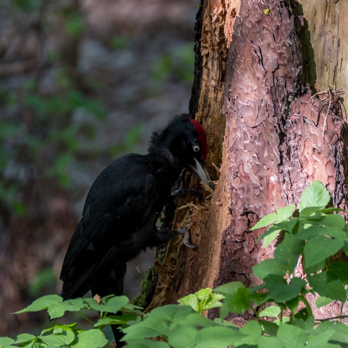 Black Woodpecker - ML644322532