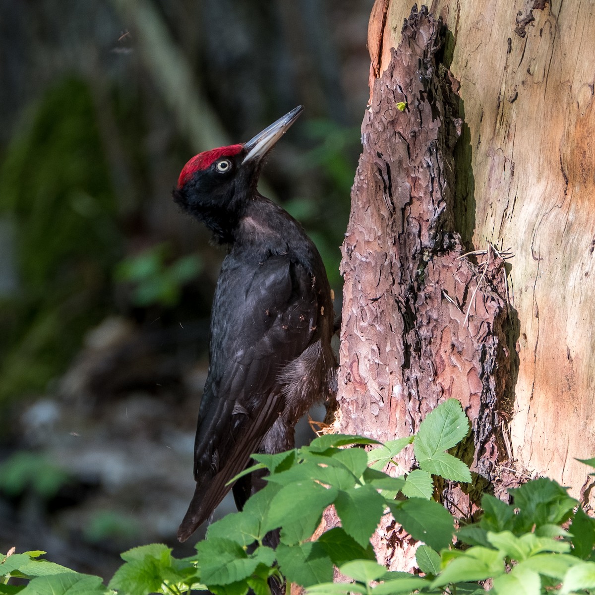 Black Woodpecker - ML644322533