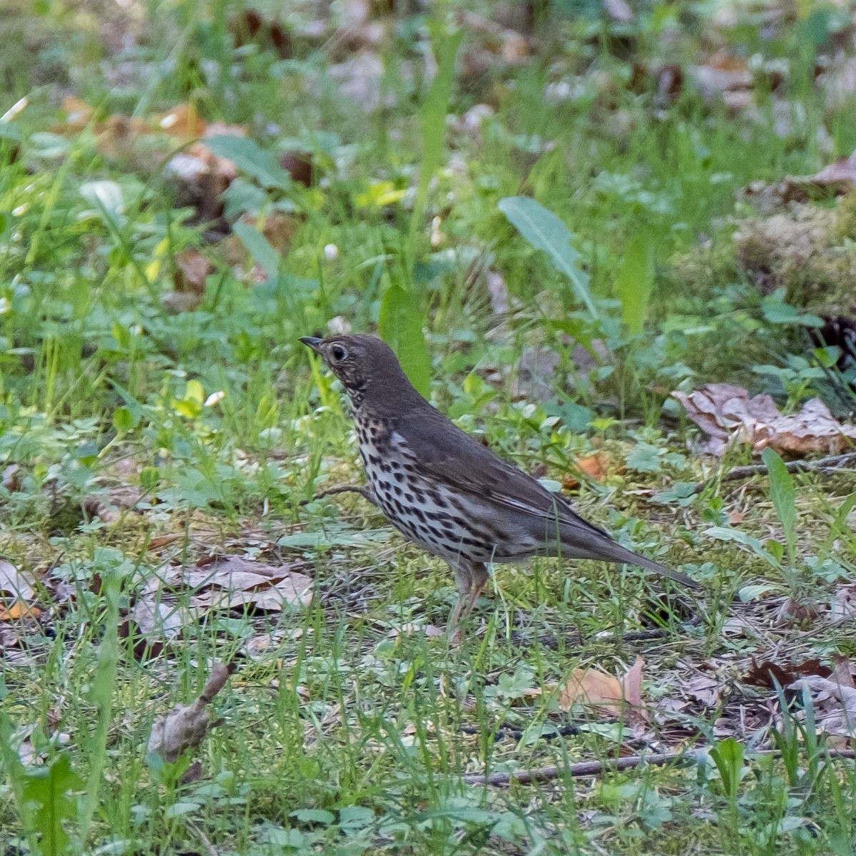 Song Thrush - ML644322543