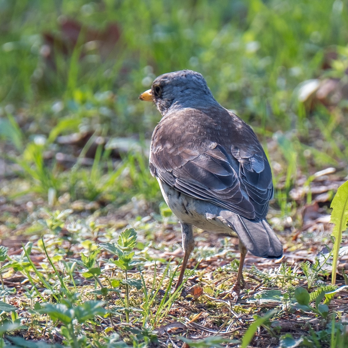 Fieldfare - ML644322545