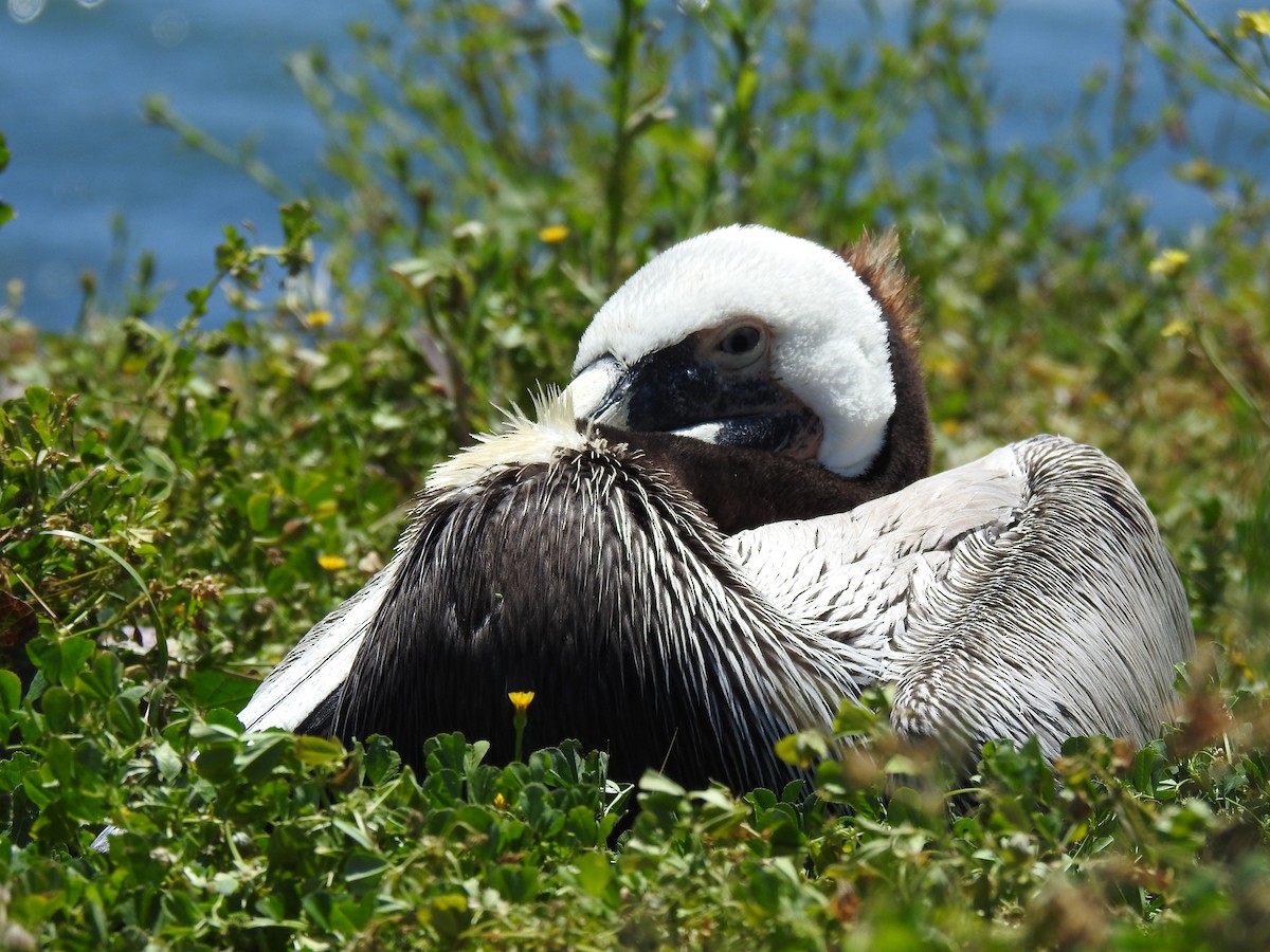 Brown Pelican - ML644322548