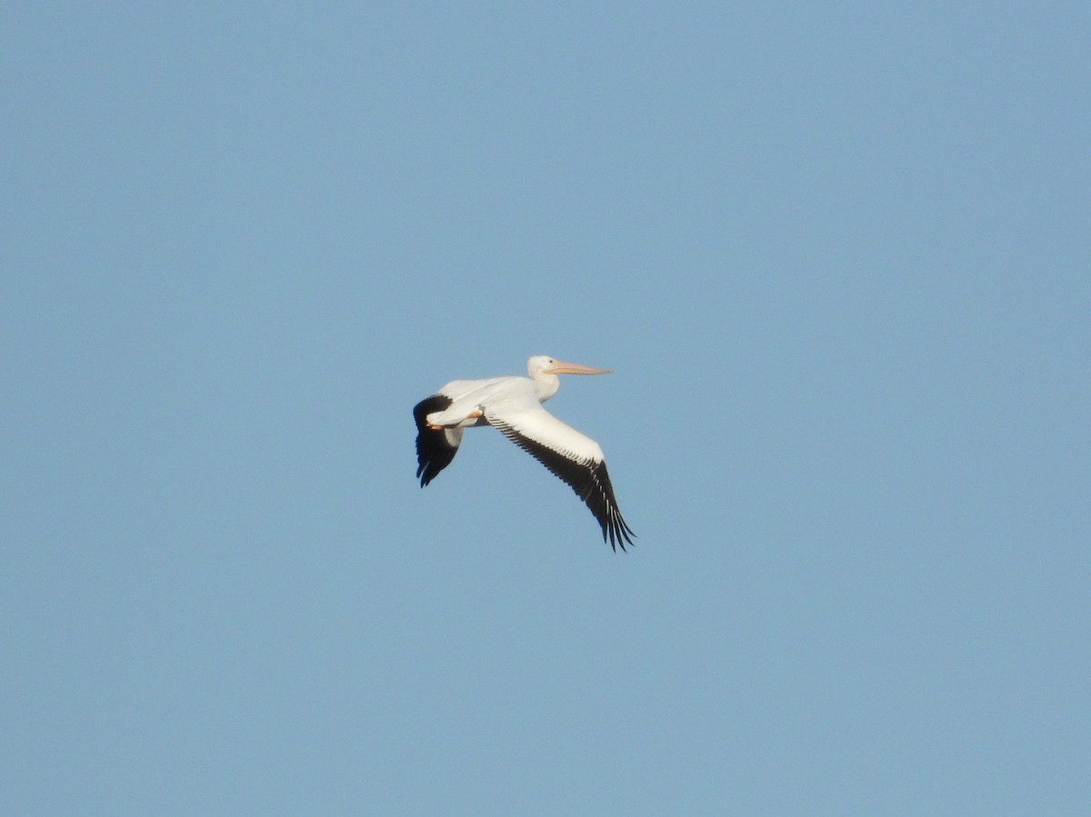 Nashornpelikan - ML644322563