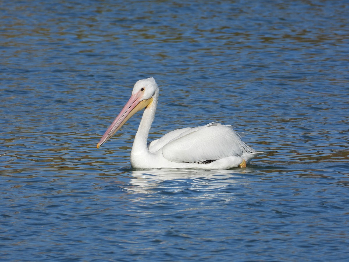 Nashornpelikan - ML644322565