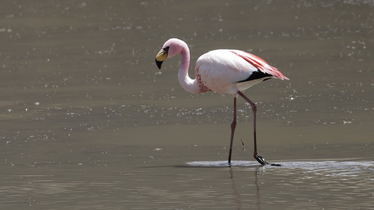 James's Flamingo - ML644322567