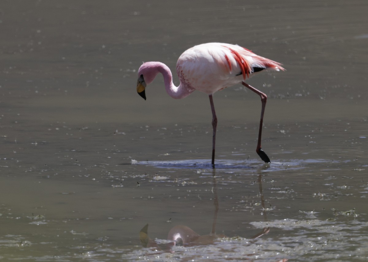 James's Flamingo - ML644322568