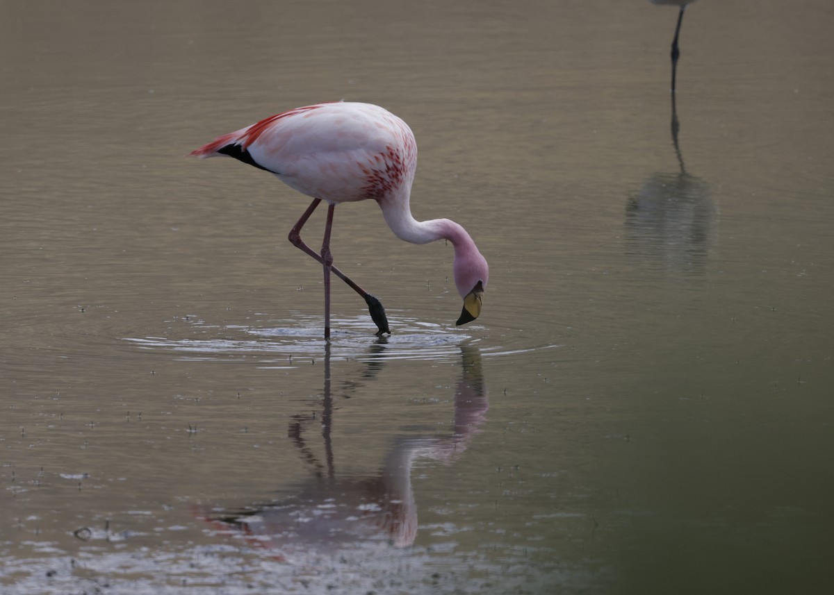 James's Flamingo - ML644322569
