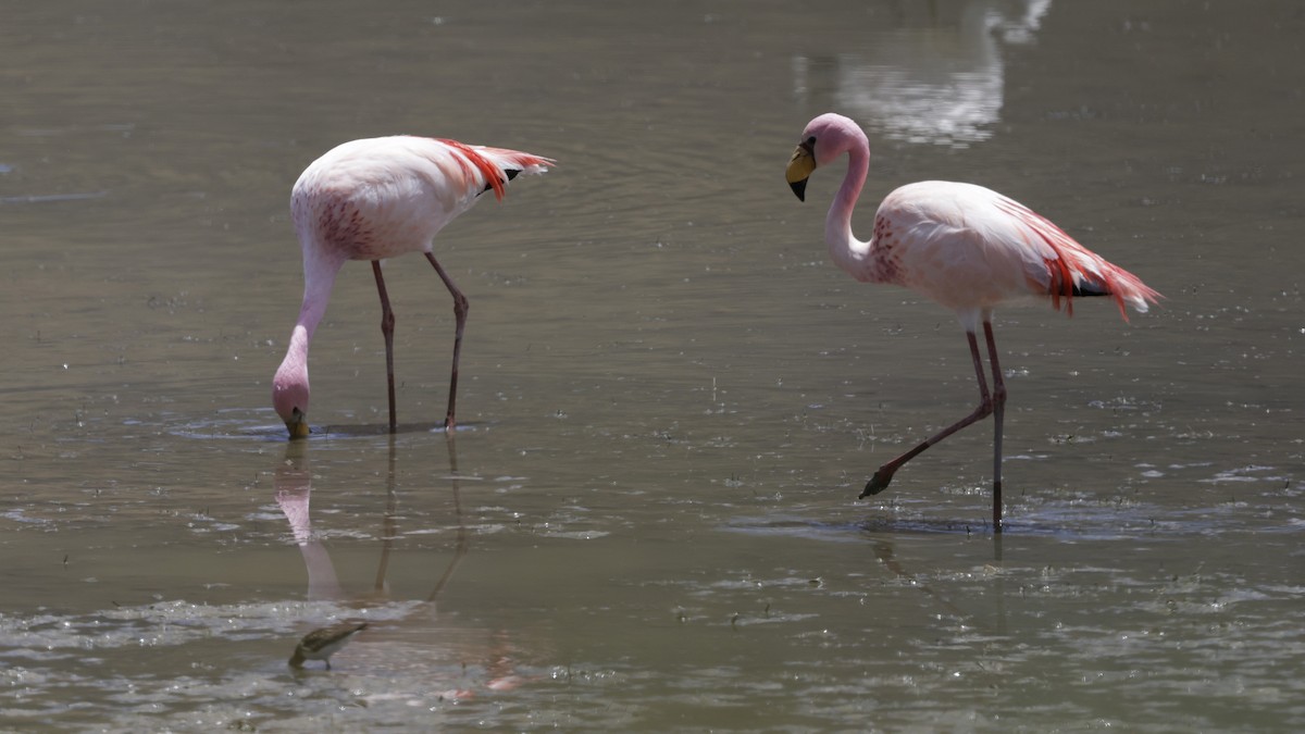 James's Flamingo - ML644322570