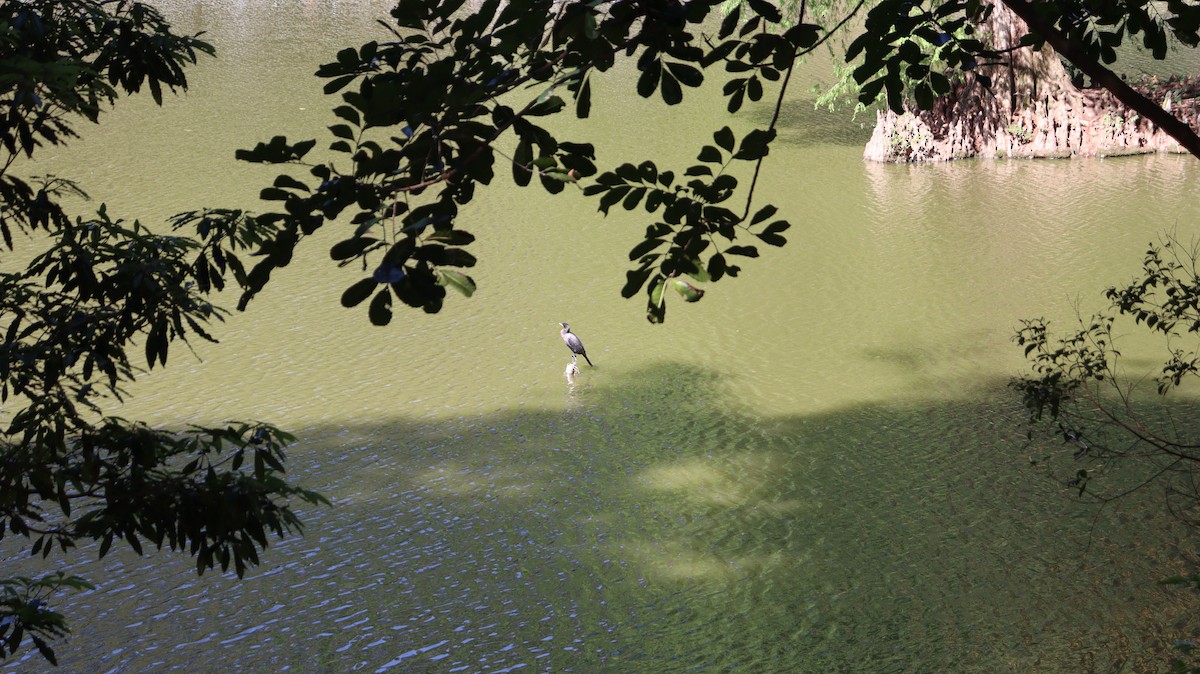 Neotropic Cormorant - ML644322579