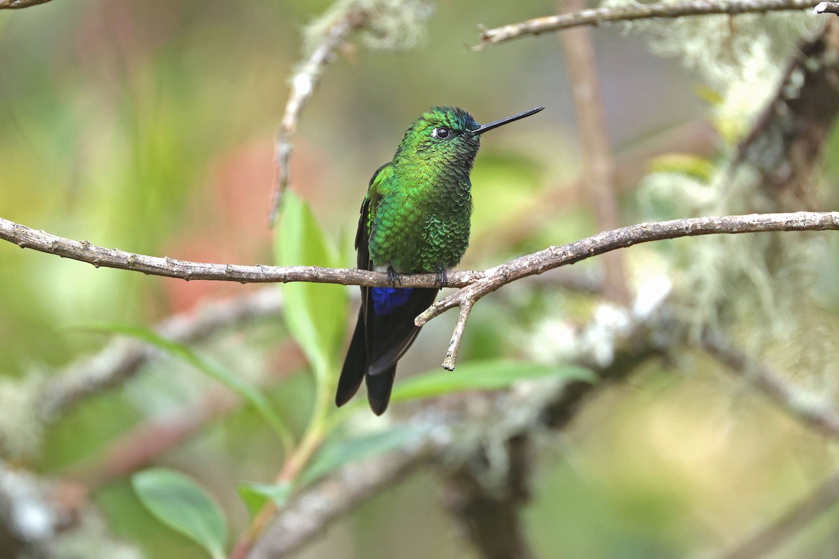 Érione catherine - ML644322581