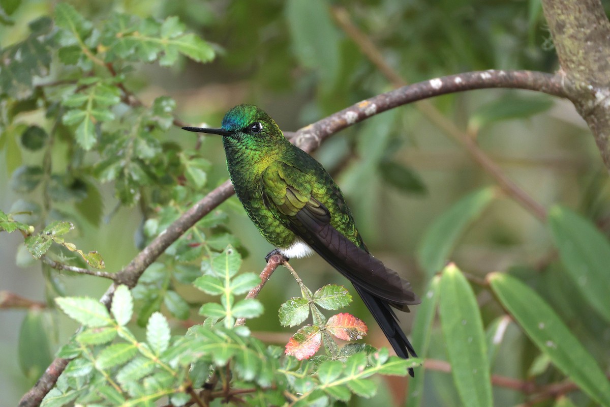 Érione catherine - ML644322582