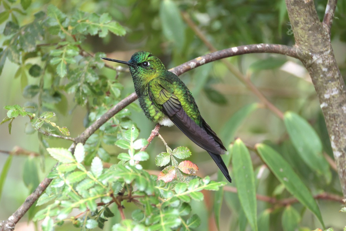 Érione catherine - ML644322583