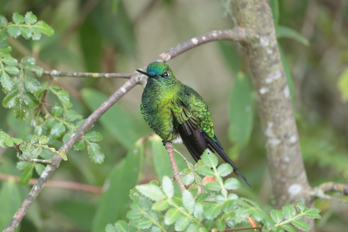 Érione catherine - ML644322585