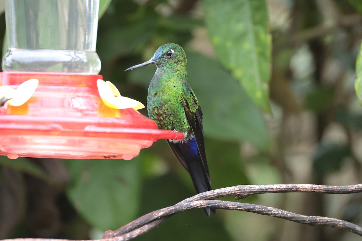 Érione catherine - ML644322587