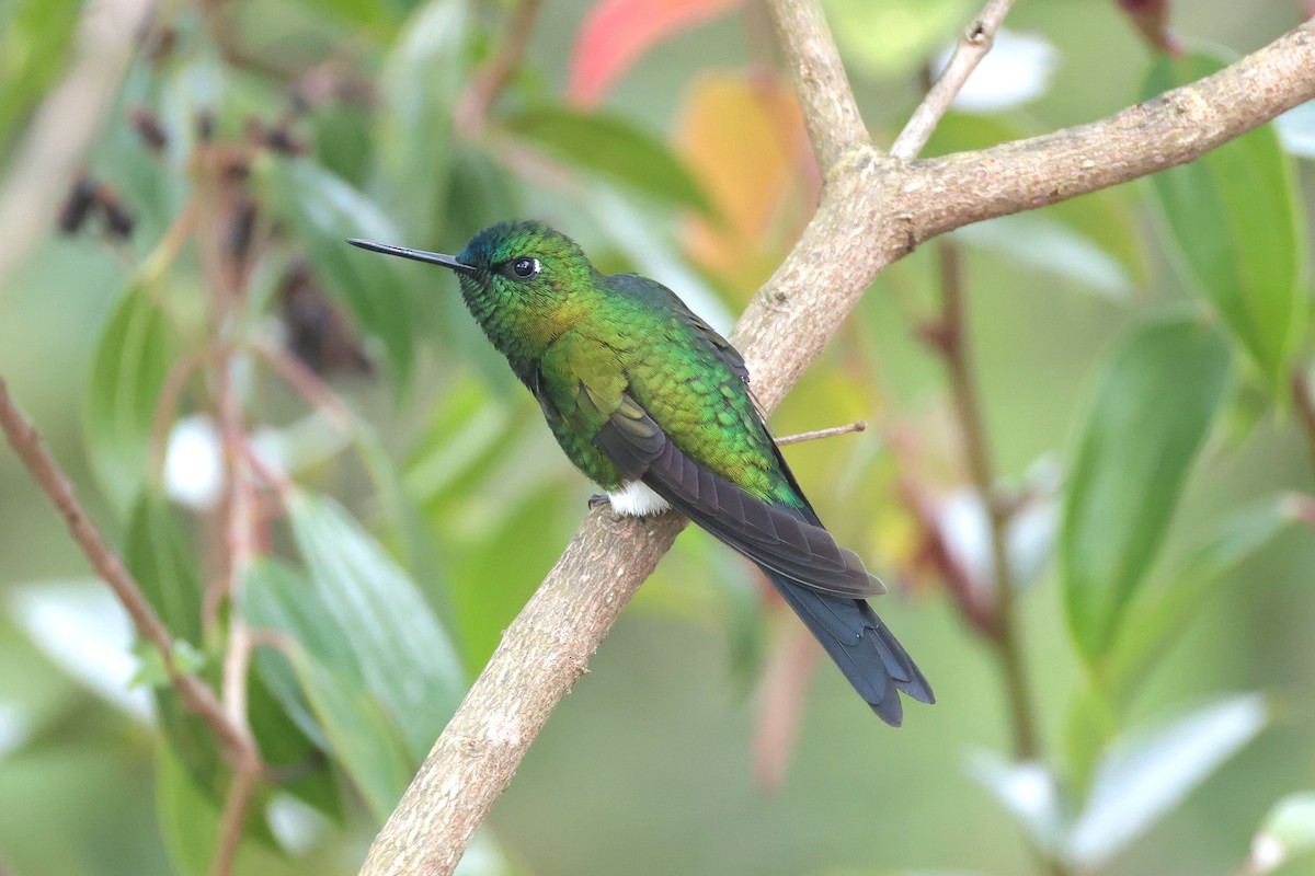 Érione catherine - ML644322588