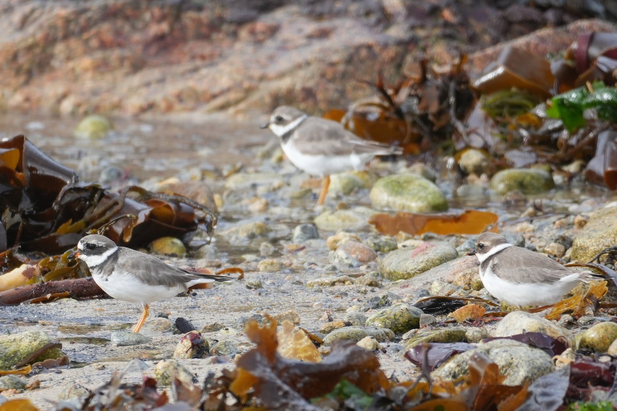 Common Ringed Plover - ML644322591