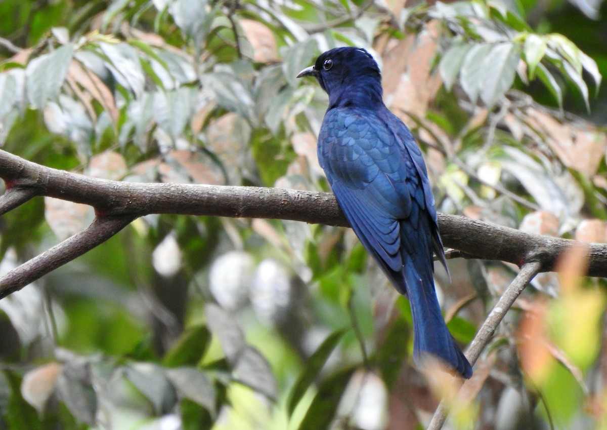 Square-tailed Drongo-Cuckoo - ML644322594