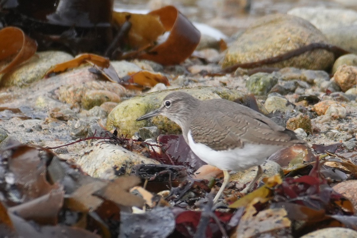 Common Sandpiper - ML644322608