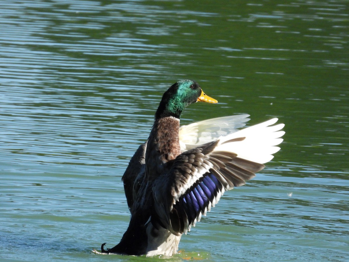 Stockente - ML644322610