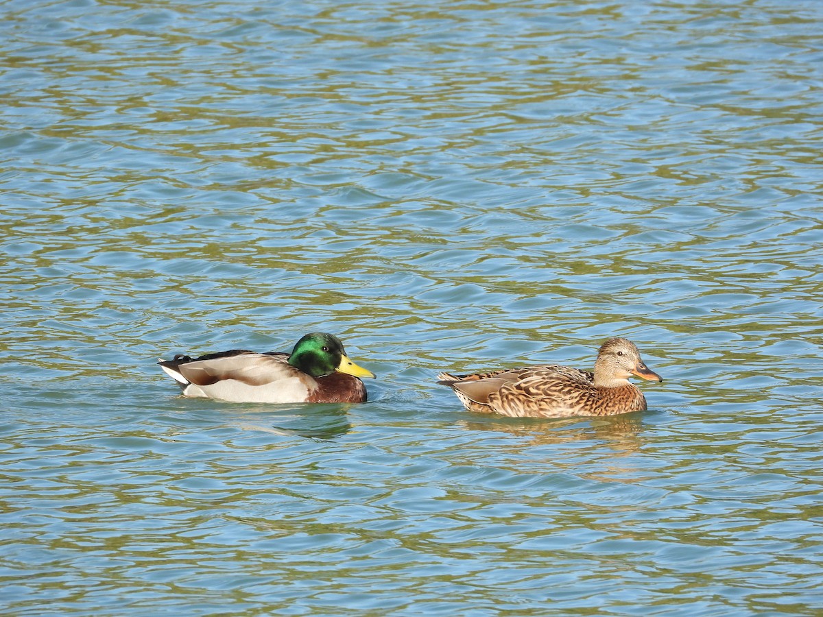 Stockente - ML644322611