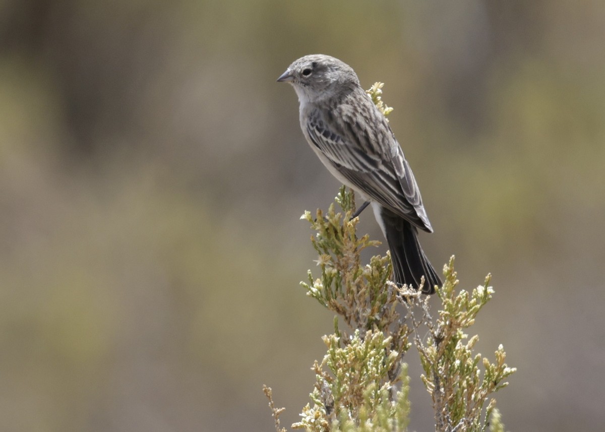 Ash-breasted Sierra Finch - ML644322614
