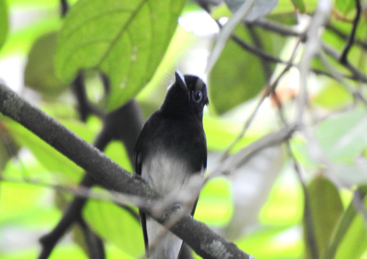 Black Paradise-Flycatcher - ML644322624