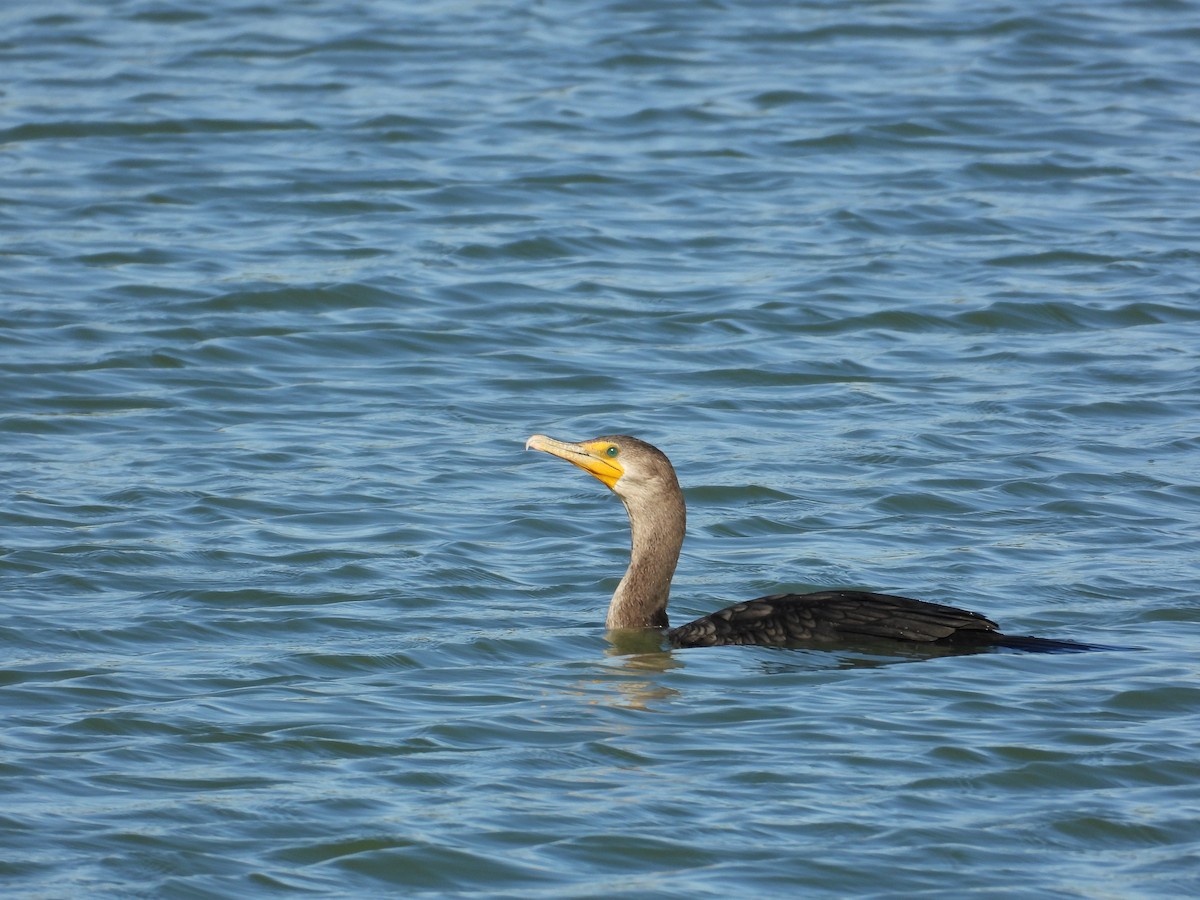 Ohrenscharbe - ML644322625