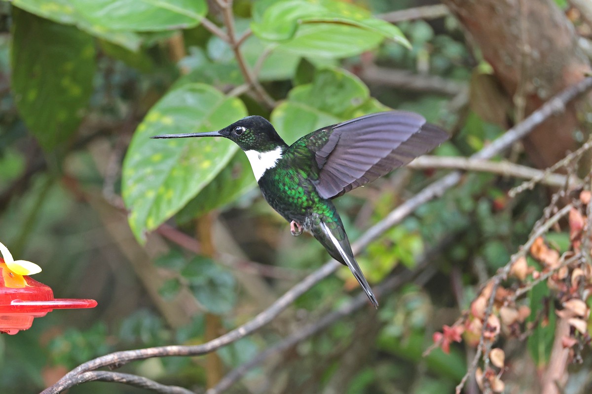 Collared Inca - ML644322626